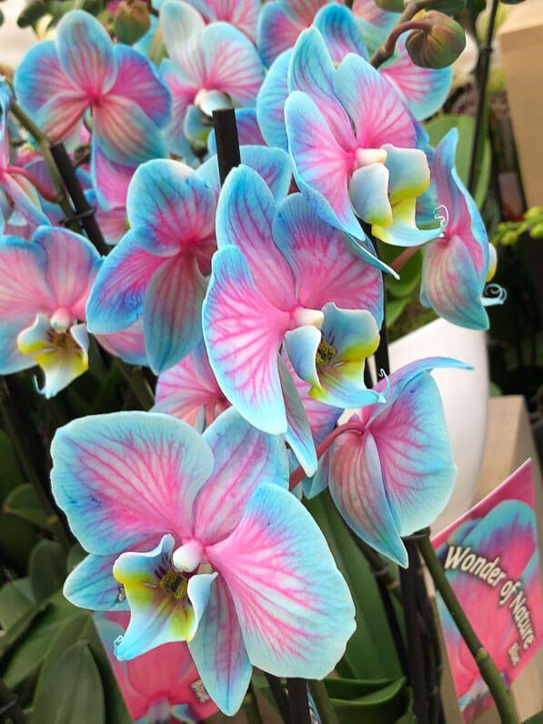 Whimsical Whisper Bouquet Illusion